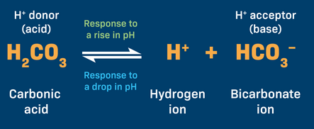 <p>Response to a drop in pH leans left  </p><p>Response to a rise in pH leans right </p><p>remember: carbonic acid = weak acid and bicarbonate = weak base</p>
