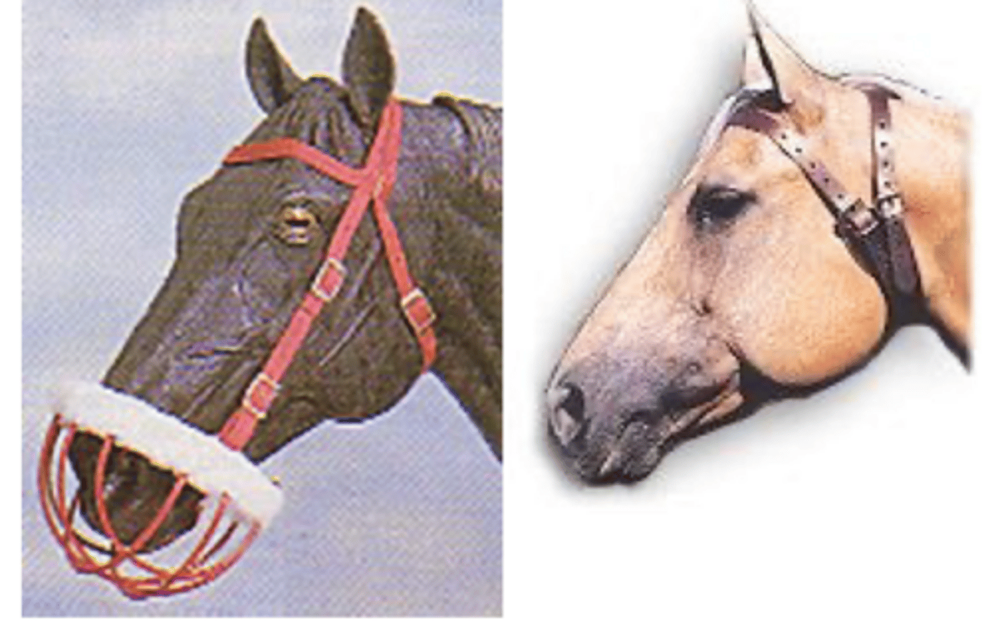 <p>management for cribbing (aerophagia)</p>