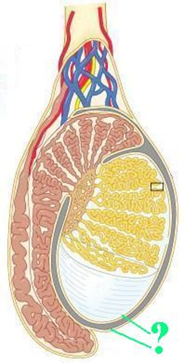 <p>tunica vaginalis</p>