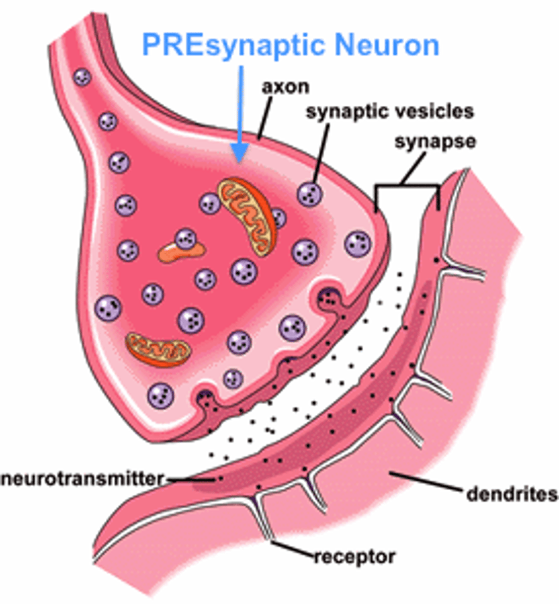 <p>neuron that sends the signal</p><p>leftover neurotransmitters are re-used in this stage</p>