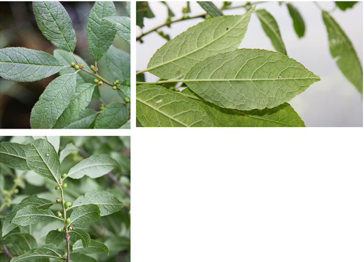 <p>Common Winterberry</p>