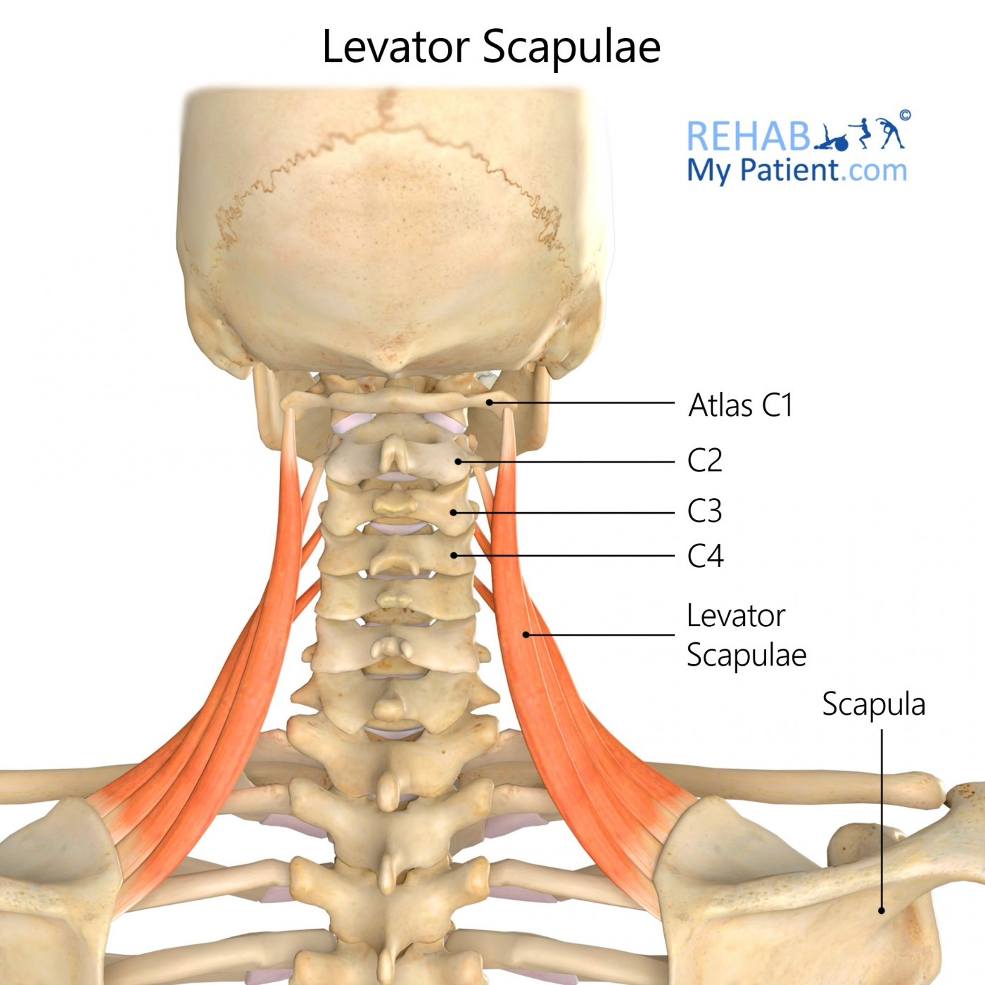 <p>levator scapulae action/function </p>