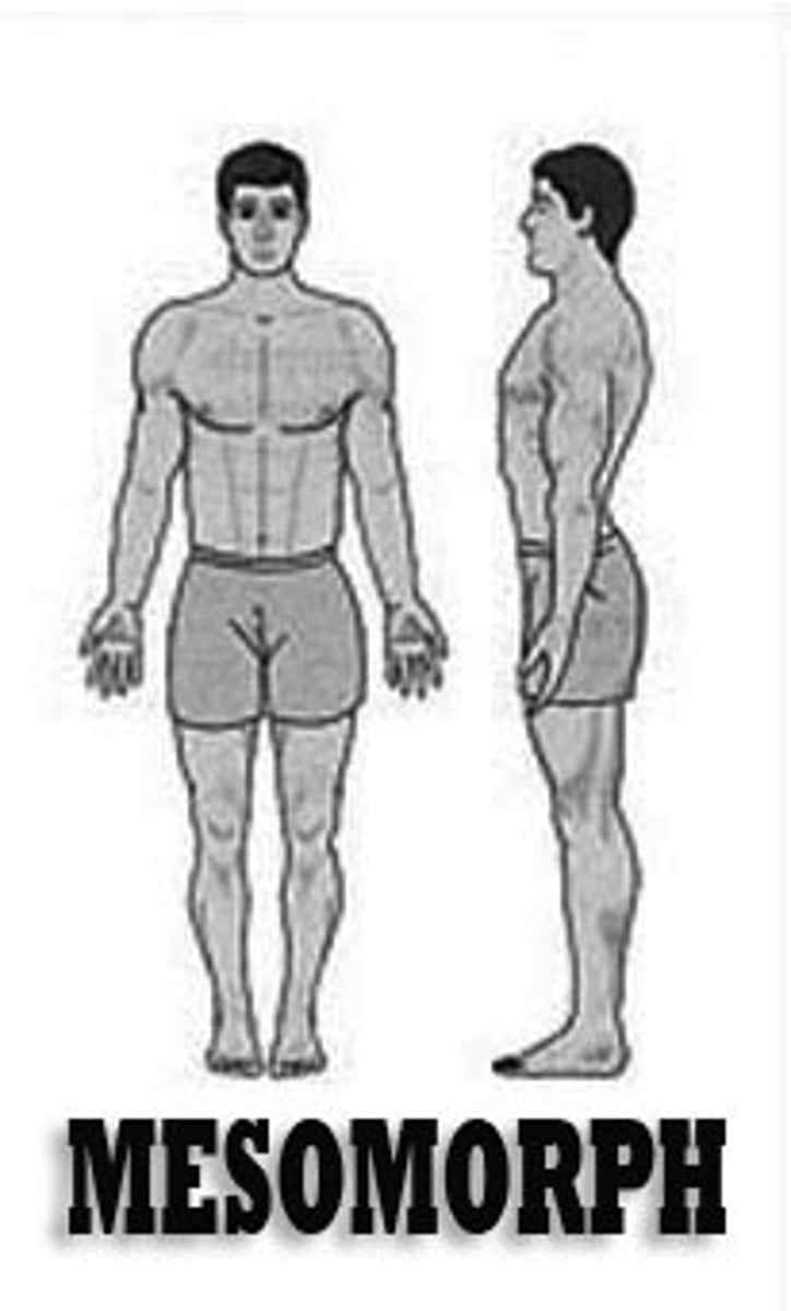 <p>Wide shoulders, flat stomach</p><p>Naturally strong and powerful</p><p>Builds muscle easily</p><p>Thick + dense muscles</p><p>Sprinter and weight lifters</p>