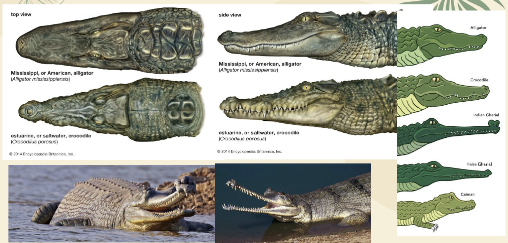 <p>Alligator: broader snout, U shape &amp; upper jaw teeth exposed</p><p>Crocodile: V shape snout, both mandibular and upper jaw teeth exposed</p><p>Gavialidae: slender long snout &amp; needle-like teeth</p>