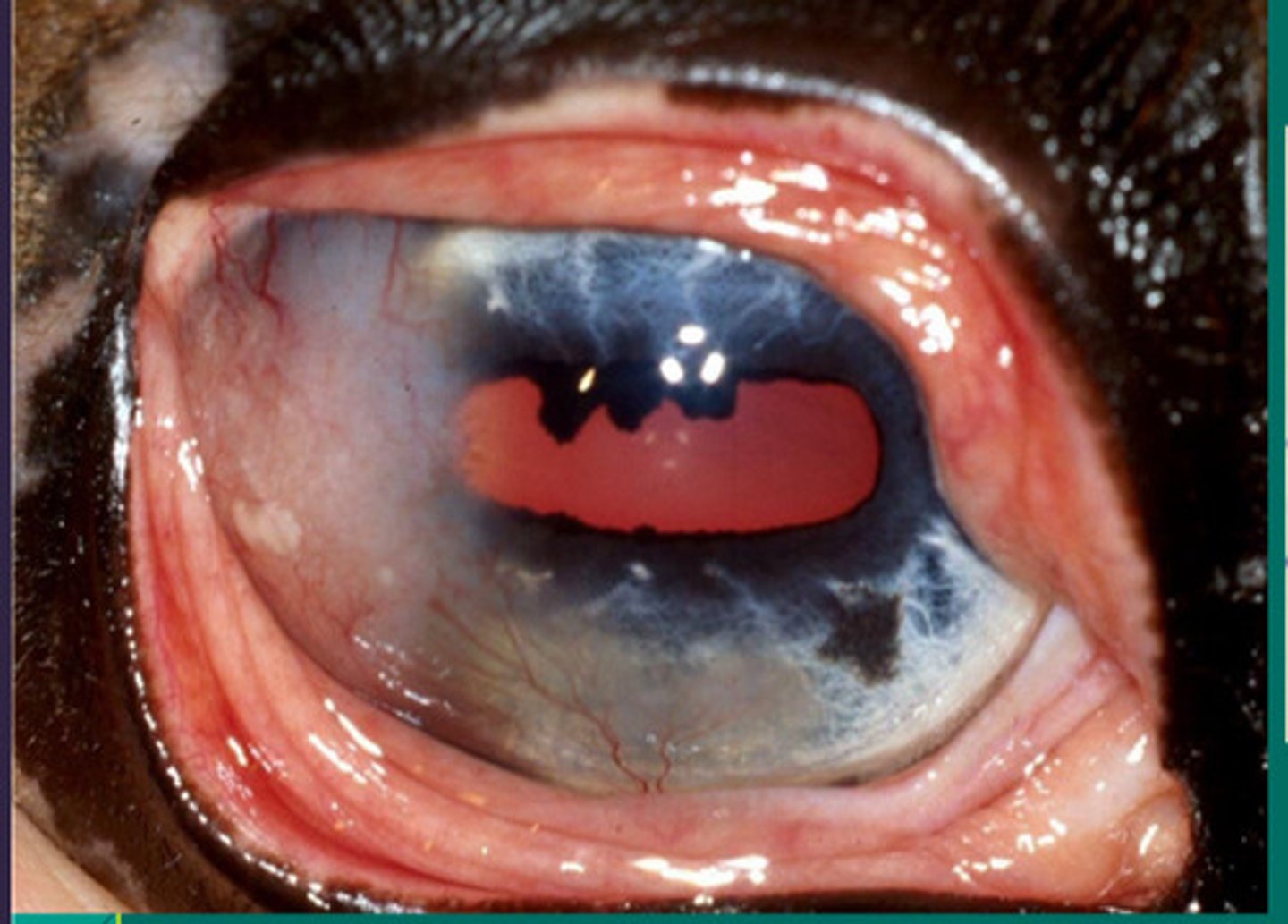 <p>What is happening in this eye, where there are raised limbal lesions resembling tumors which have sulfur type granules (yellow) visible?</p><p>a. immune mediated epithelial keratitis</p><p>b. chronic SUPERFICAL stromal immune mediated keratitis</p><p>c. chronic RECURRENT DEEP stromal immune mediated keratitis</p><p>d. eosinophilic keratitis</p><p>e. immune mediated endothelitis</p>