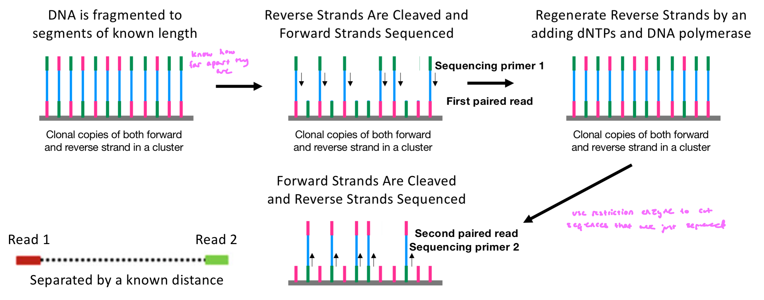 <ul><li><p>within the two adapters that are ligated onto either end of DNA molecules are sequencing primer binding sites</p></li><li><p>paired end sequencing can help us to map some repetitive sequences</p></li></ul><p></p>