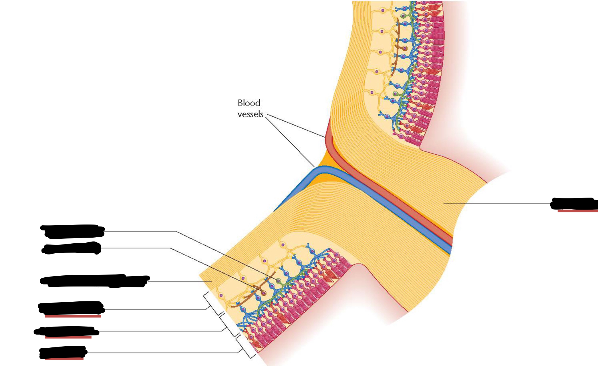 <p>Identify these structures</p>