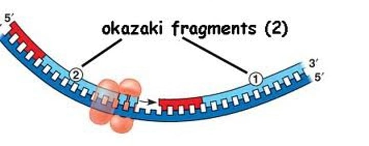 <p>Small fragments of DNA on the lagging strand during DNA replication, joined later by DNA ligase.</p>