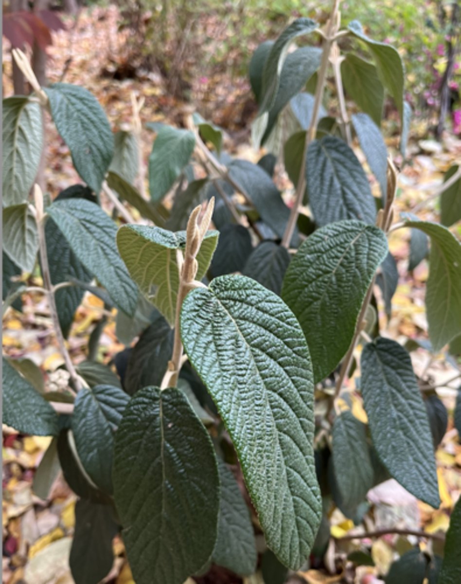 <p>huge dark green glossy, naked buds, opposite elliptic, rugosa and coriaceous</p>