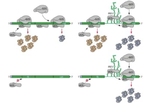 <ul><li><p class="">En observant des <strong>structures repliées</strong> sur certains ARNm viraux appelées <strong>IRES</strong> (internal ribosome entry site)</p></li><li><p class="">On a utilisé un <strong>ARNm bicistronique</strong> (2 séquences codantes) :</p><ul><li><p class="">La 40S se fixe à la coiffe → production de la 1re protéine</p></li><li><p class="">Peu de production pour la 2e sans IRES</p></li><li><p class="">Ajout d’un IRES entre les deux → production de la 2e protéine</p></li></ul></li><li><p class="">En modifiant la sous-unité 40S pour <strong>empêcher la fixation à la coiffe</strong> :</p><ul><li><p class="">Plus de production du tout</p></li><li><p class="">Ajout d’un IRES → production uniquement de la 2e protéine<br>→ Preuve d’une <strong>entrée interne indépendante de la coiffe et du scanning</strong></p></li></ul></li></ul><p></p>