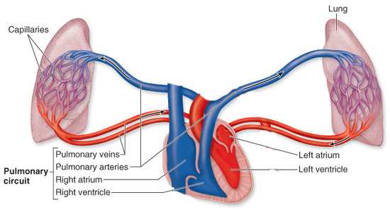 <p>Q: What is pulmonary circulation?</p>