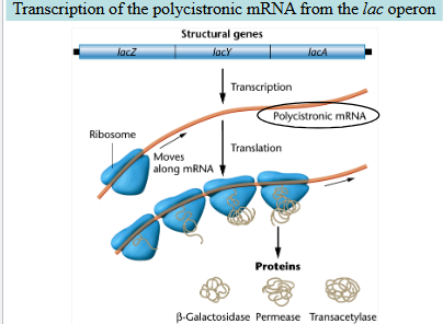 <ol><li><p>The lac operon has three structural genes: lacZ, lacY, lacA. </p></li><li><p>Transcription produces a single polycistronic mRNA. </p></li><li><p>Ribosomes move along this mRNA to code for three lac operon proteins: β-galactosidase, Permease, and Transacetylase.</p></li></ol><p></p>