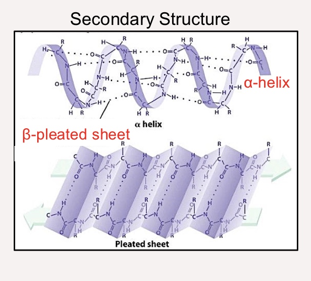<p>Local folded structures within a polypeptide (s<span style="color: rgb(19, 19, 20)">uch as α-helices and β-pleated sheets)</span></p>