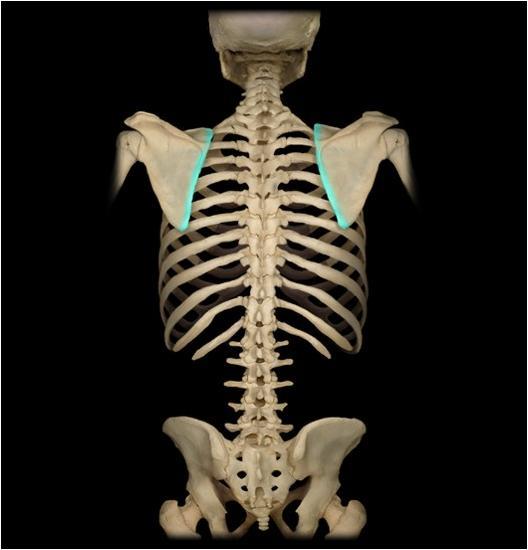 <ul><li><p>attachment for rhomboid major and levator scapulae</p></li></ul><p></p>