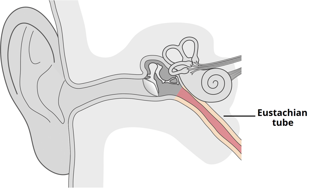 <p>A canal that connects the middle ear to the nasopharynx, helping to equalize air pressure. </p>