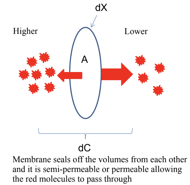 <p>Diffusion rate across a membrane = D A dC/dX</p><p>D = Diffusion coefficient - depends upon the characteristics of the solute and solvent, temperature, etc.,</p><p>A = Surface area of the membrane</p><p>dC = Concentration difference across a membrane</p><p>dX = thickness of the membrane</p>
