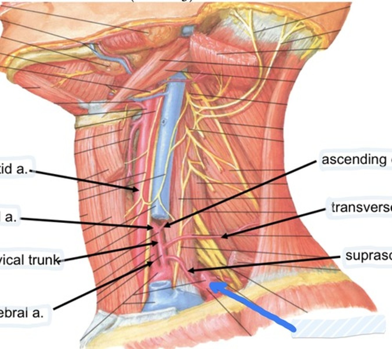 knowt flashcard image