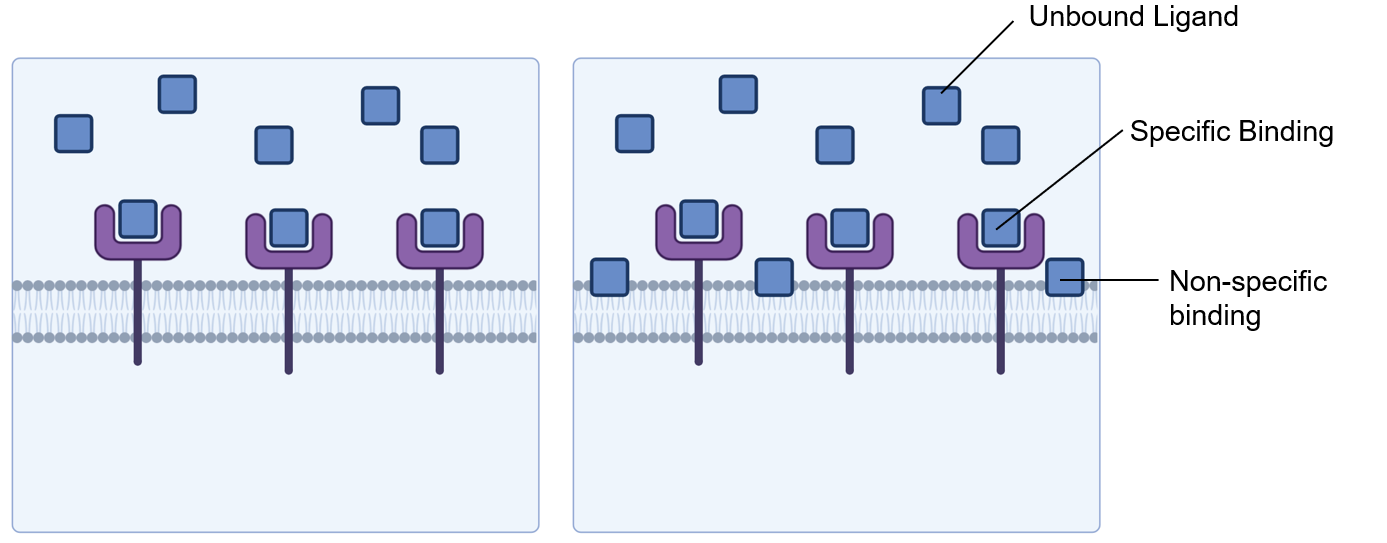 <p><span>Ligands preferentially bind to their receptor (Specific Binding). </span></p><p>At higher concentrations, ligands exhibit non specific binding</p>