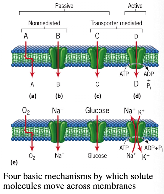 <ol><li><p>Simple Diffusion: Small molecules (O<sub>2</sub>)</p></li><li><p>Passive Transport via Channels</p><ul><li><p>Voltage-gated Na+ channels/leak channels</p></li><li><p>Voltage-gated K+ channels/leak channels </p></li></ul><ul><li><p>Rapid ion flow</p></li></ul></li><li><p>Facilitated Diffusion via Transporters</p><ul><li><p>Glucose (GLUT1, GLUT4)</p></li></ul><ul><li><p>Requires binding and conformational change</p></li></ul></li><li><p>Active Transport via Pumps</p><ul><li><p>Na+/K+ ATPase pump</p></li></ul><ul><li><p>Moves substances against concentration gradients</p></li><li><p>Requires ATP hydrolysis</p></li></ul></li></ol><p></p>