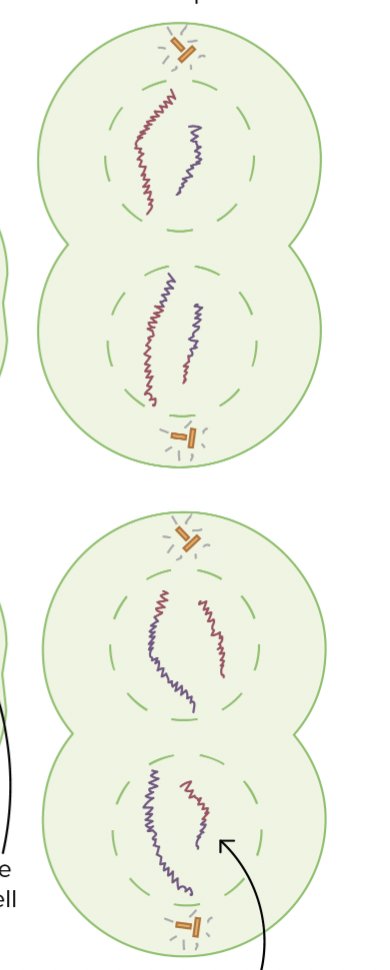 <p>Telophase II</p>