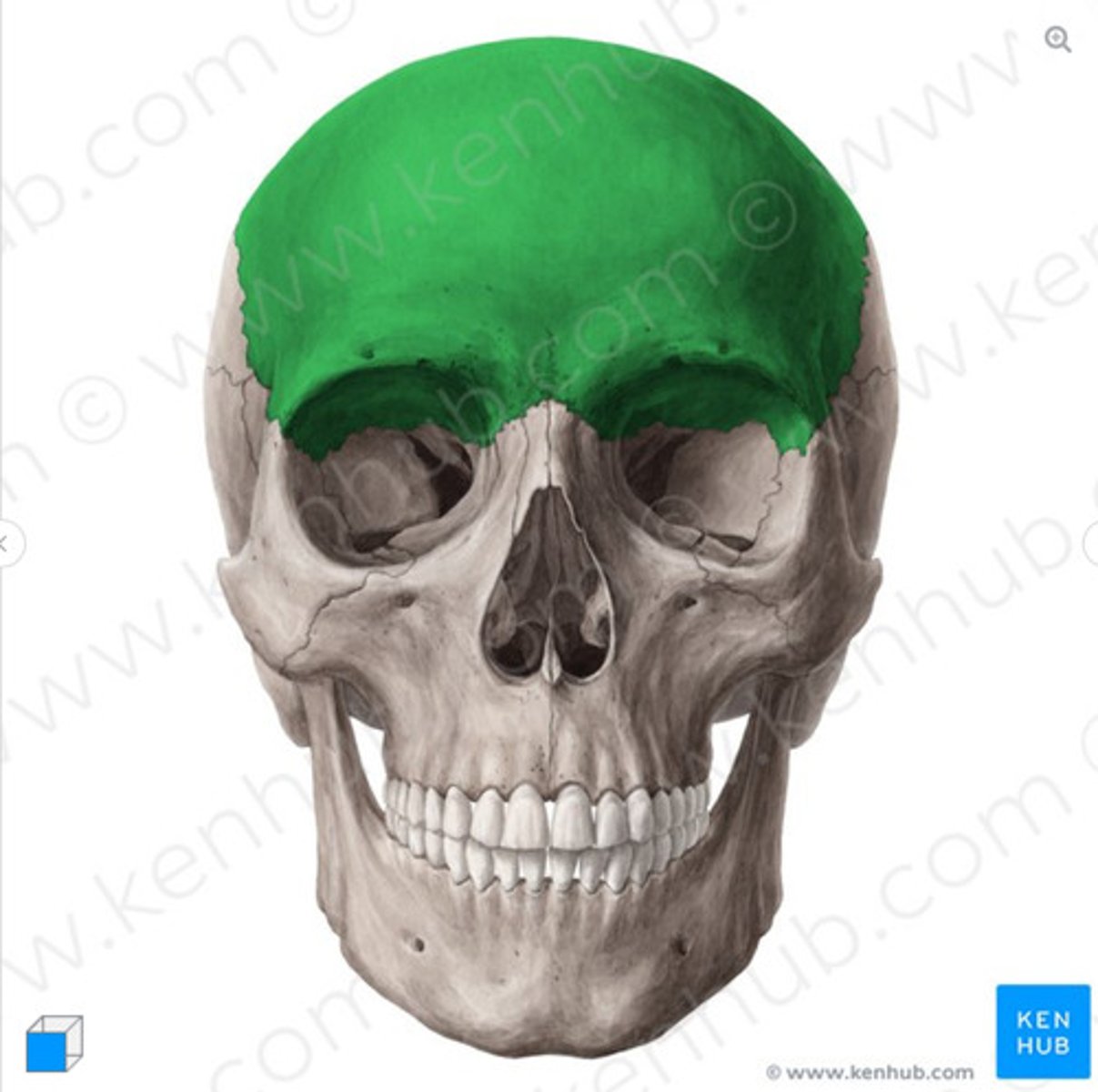 <p>What bone is this?</p>
