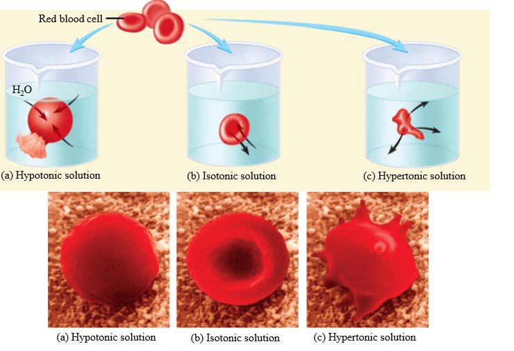 <p>Cell shrinks</p><p></p>