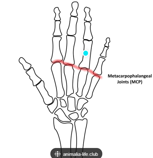 <p>Metacarpophalangeal Joint (MCP) “knuckle joint” (meta-carpo-fuh-lan-G-ul)</p>