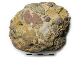 <p>Conglomerate (s)</p>