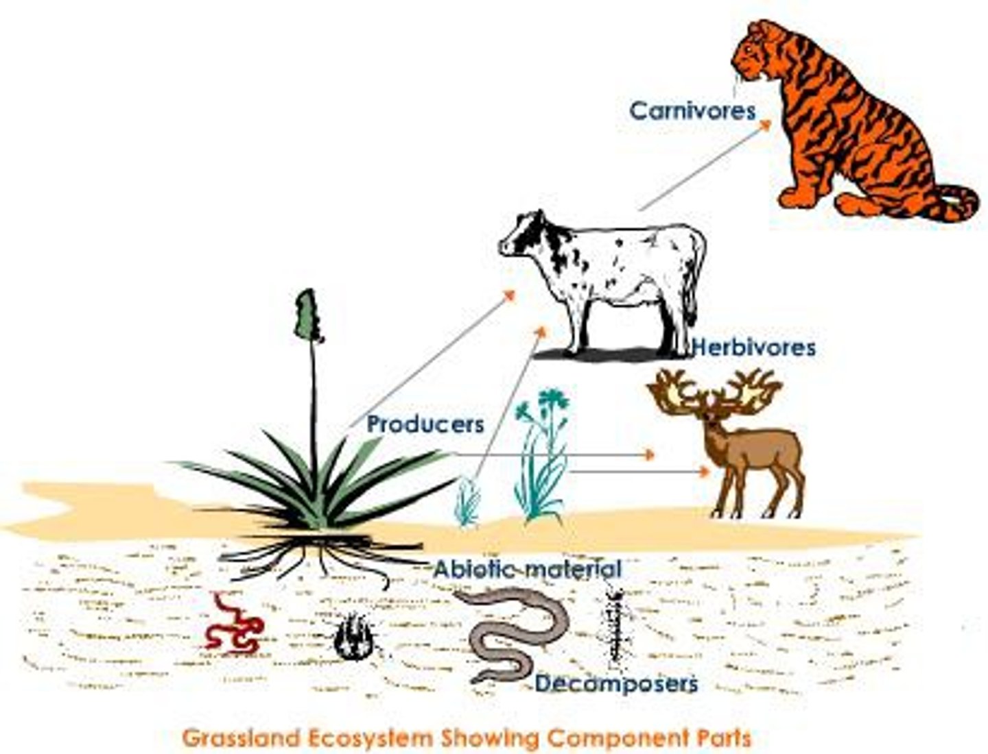 <p>A term that describes a living or once‐living organism in an ecosystem.</p>