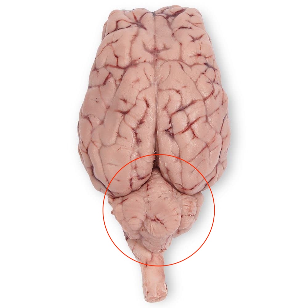 <p>Vital component of motor regulation and balance control</p>