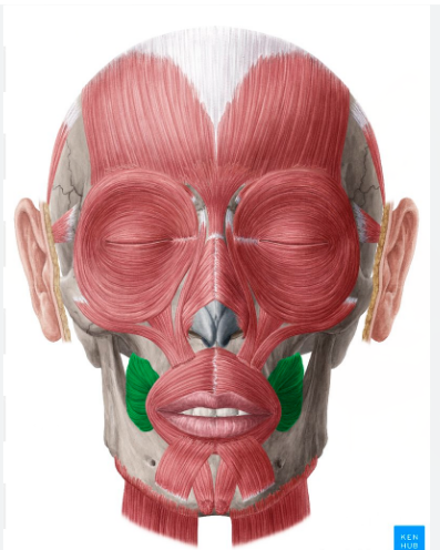 <p>Buccinator&nbsp;</p>