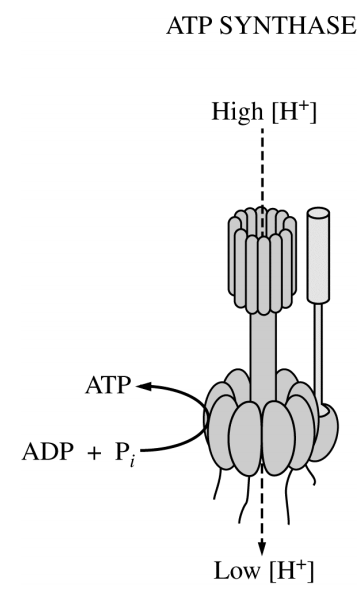 <p>Which of the following questions will best direct an investigation of the mechanism of ATP synthase?</p>