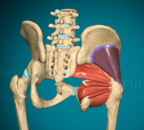 <p>What is this muscle and where are the attachment points?</p>