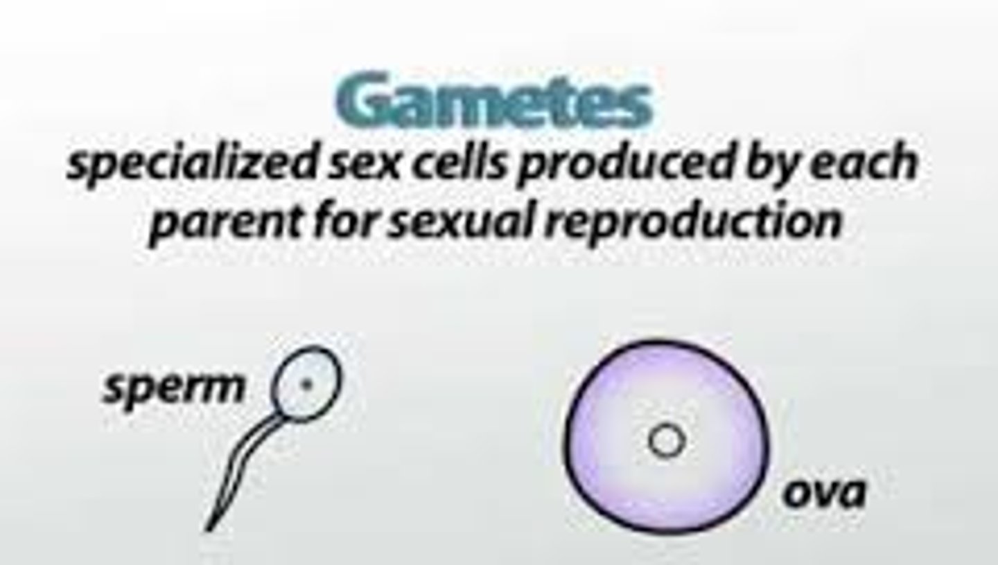 <p>one of two haploid reproductive cells, egg or sperm, whose union is necessary in sexual reproduction to produce a diploid zygote.</p>