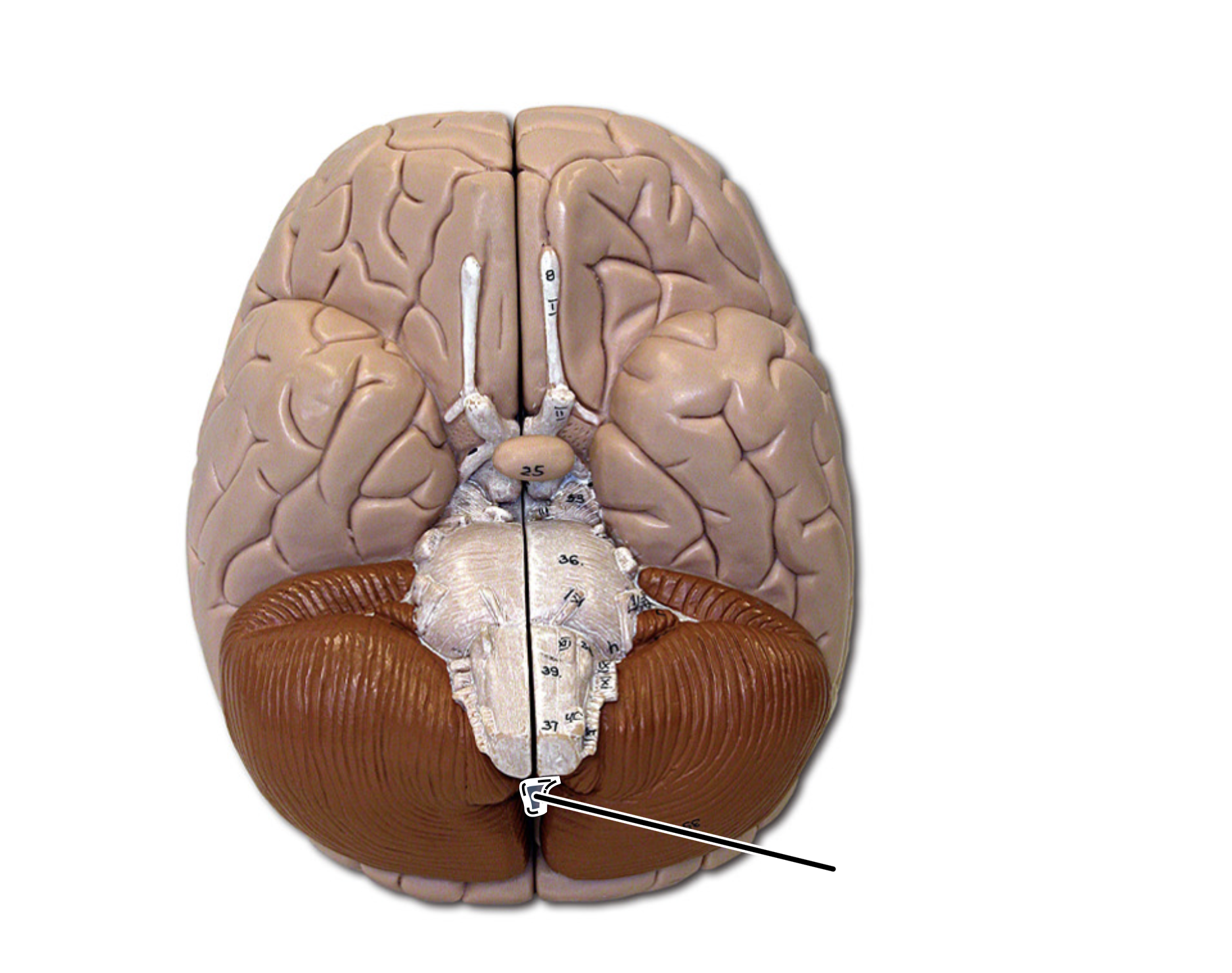 term image