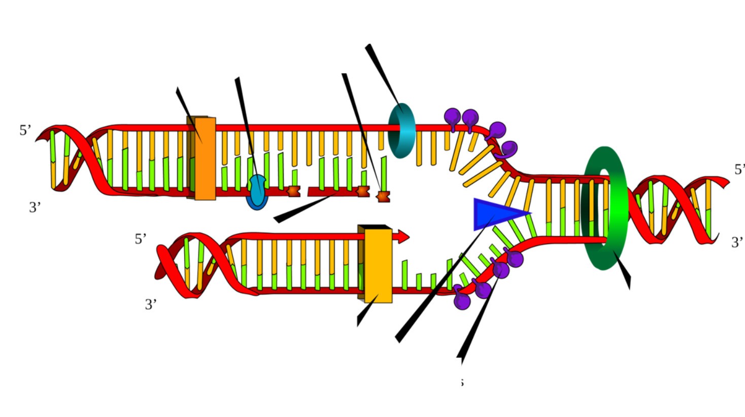 <p>Zet de volgende begrippen op de correcte plaats:</p><ul><li><p>DNA-polymerase (Pola)</p></li><li><p>DNA-ligase</p></li><li><p>RNA primer</p></li><li><p>DNA primase</p></li><li><p>Topoisomerase</p></li><li><p>Single strand, binding proteins</p></li><li><p>Helicase</p></li><li><p>DNA polimerase (polo)</p></li><li><p>Okazaki fragment</p></li><li><p>Leading strand</p></li><li><p>Lagging strand</p></li></ul><p></p>