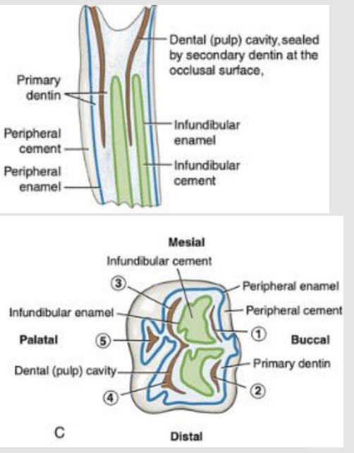 <p>Complicated folding of enamel (Incisors and maxillary cheek teeth)</p><p></p><p>Cheek teeth on the maxillary arcade have 2 infundibulae, which are deep infoldings of enamel filled with cementum in the center of the teeth</p><p></p><p>Mandibular cheek teeth have the same pattern of infoldings/invaginations but no infundibulum</p>