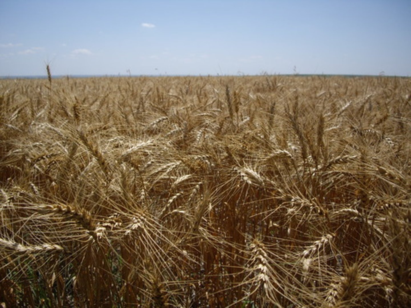 <p>Kansas, Colorado, Oklahoma, a crop planted in fall and develops strong roots to survive the winter</p>