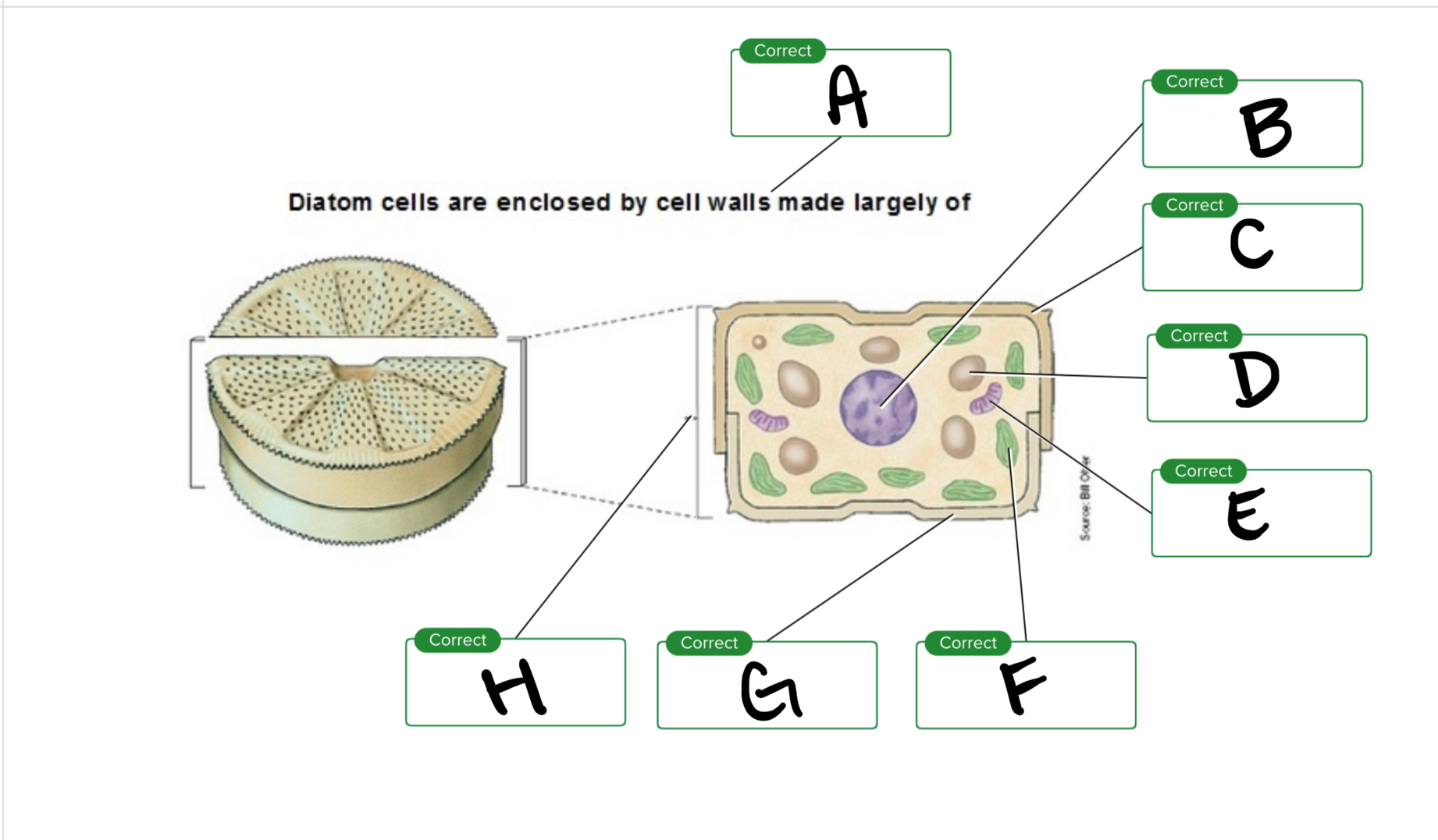 <p>For the dinoflagellate, what is G?</p>