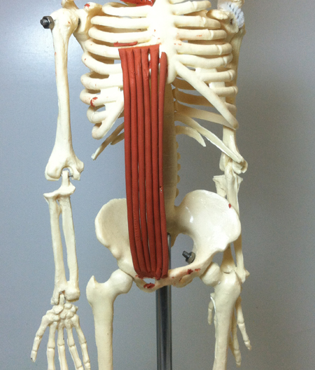 <p>flexes  vertebral column,compresses abdomen</p>