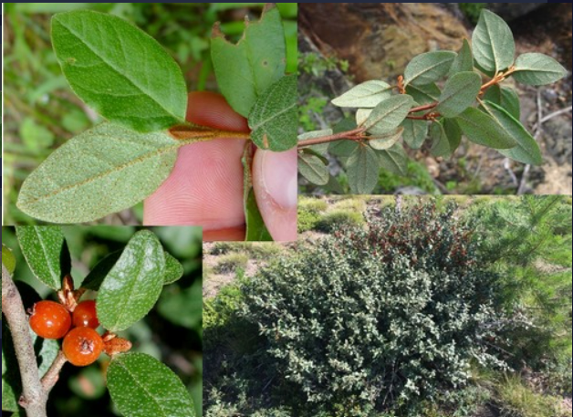 <p>- Opposite simple leaves</p><p>- Rusty scales on the underside of leaves</p><p>- Fruit a red berry</p>