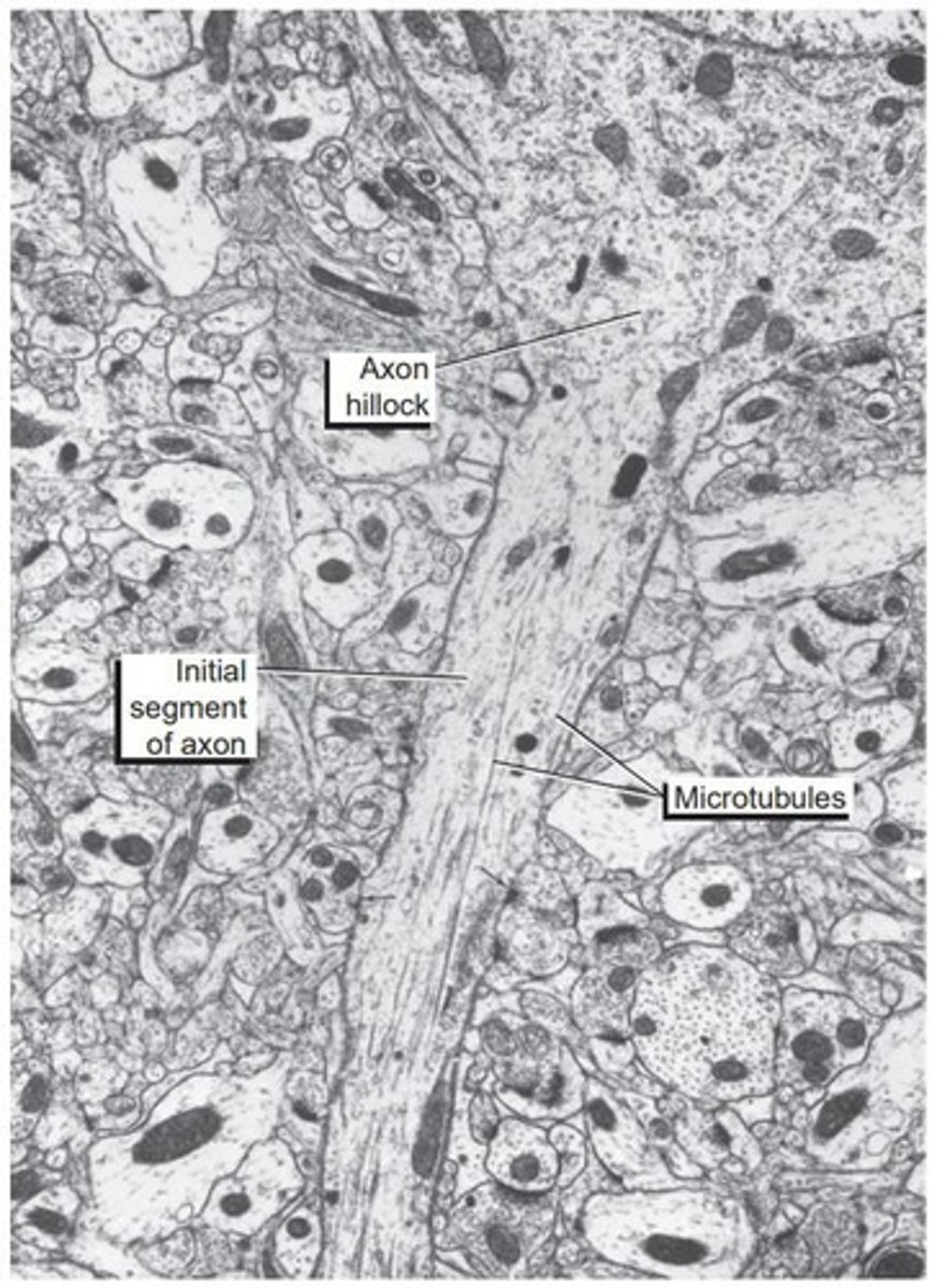 <p>Single long neurite conducting impulses away from cell.</p>