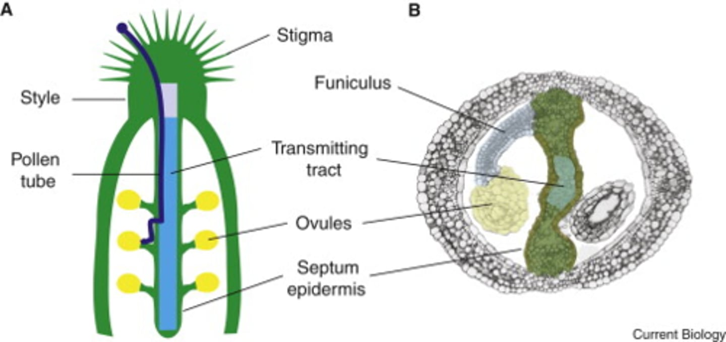 <p>= tissue in the style of a flower through which the pollen tube grows.</p>