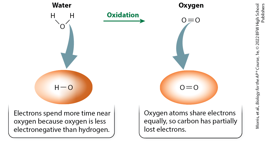 <p>reactions in which a molecule loses electrons and releases energy</p>