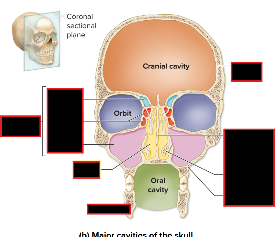 <p>Find the maxillary sinuses</p>