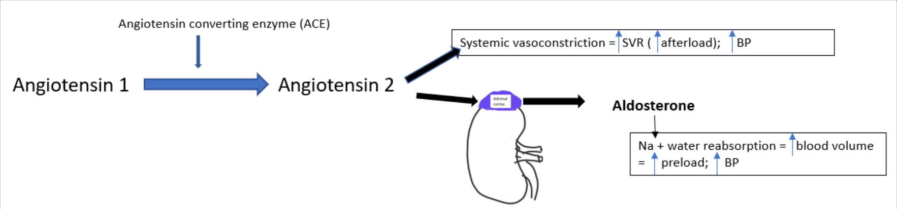 <ul><li><p>vasoconstriction = ↑ SVR , ↑ BP</p></li><li><p>stimulates aldosterone release (from the adrenal cortex)</p></li><li><p>aldosterone → Na⁺ &amp; water reabsorption</p></li><li><p>increased BV = ↑ preload , ↑ BP</p></li></ul><p></p>