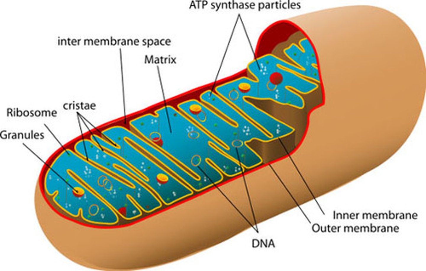 <p>Powerhouse of the cell, organelle that is the site of ATP (energy) production</p><ul><li><p>smooth outer membrane, inner membrane forms folds called cristae</p></li></ul><p></p>