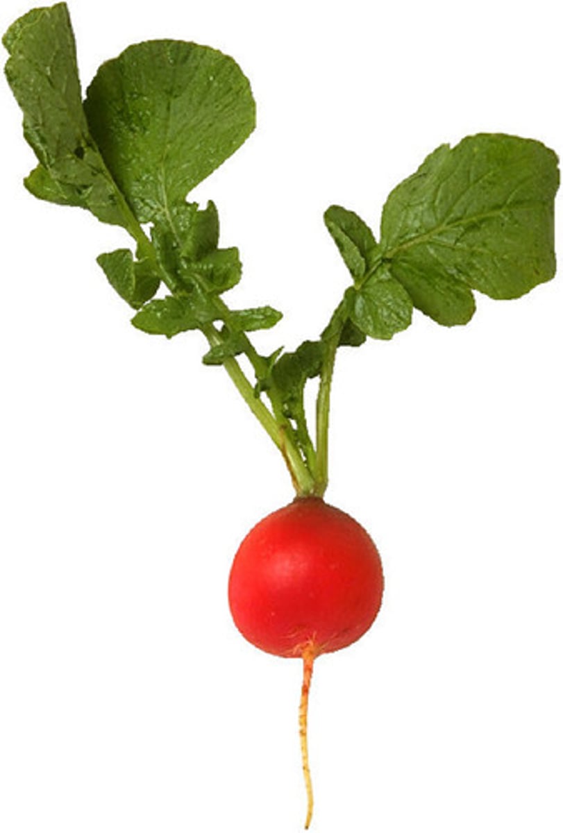 <p>radish</p>