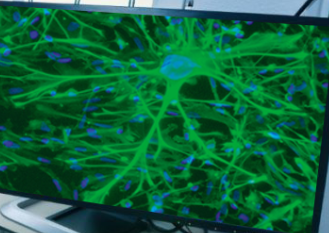 <p>What type of cell is this?</p>