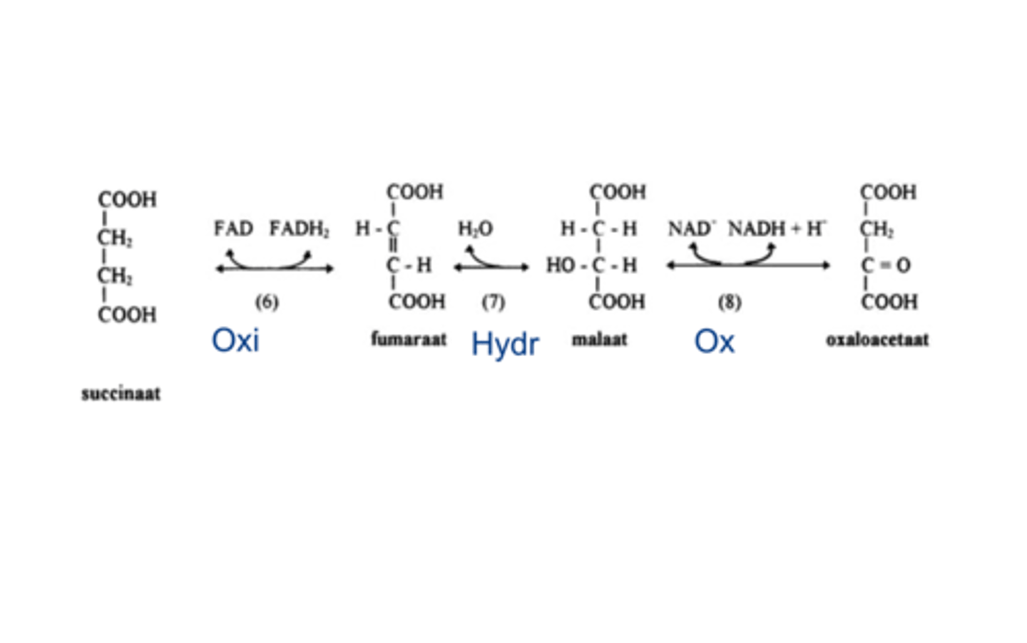 <p>Regeneratie van oxaloacetaat in 3 opeenvolgende stappen:</p><p>oxidatie (6), hydratatie (7), oxidatie (8).</p><p>(6) enzyme: succinaat dehydrogenase (geïntegreerd in de binnenste mitochondriale membraan en onderdeel van de elektronen transport keten)</p><p>FAD is elektronen acceptor want ∆G is onvoldoende om NAD+ te reduceren.</p><p>FADH2 dissocieert niet van het enzyme (blijft op het enzyme aanwezig terwijl NADH’s vrij kunnen bewegen in de oplossing)</p>